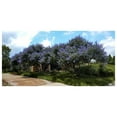 Bundle of 4 Texas Lilac Vitex Chaste Trees Blooming Garden Shrub