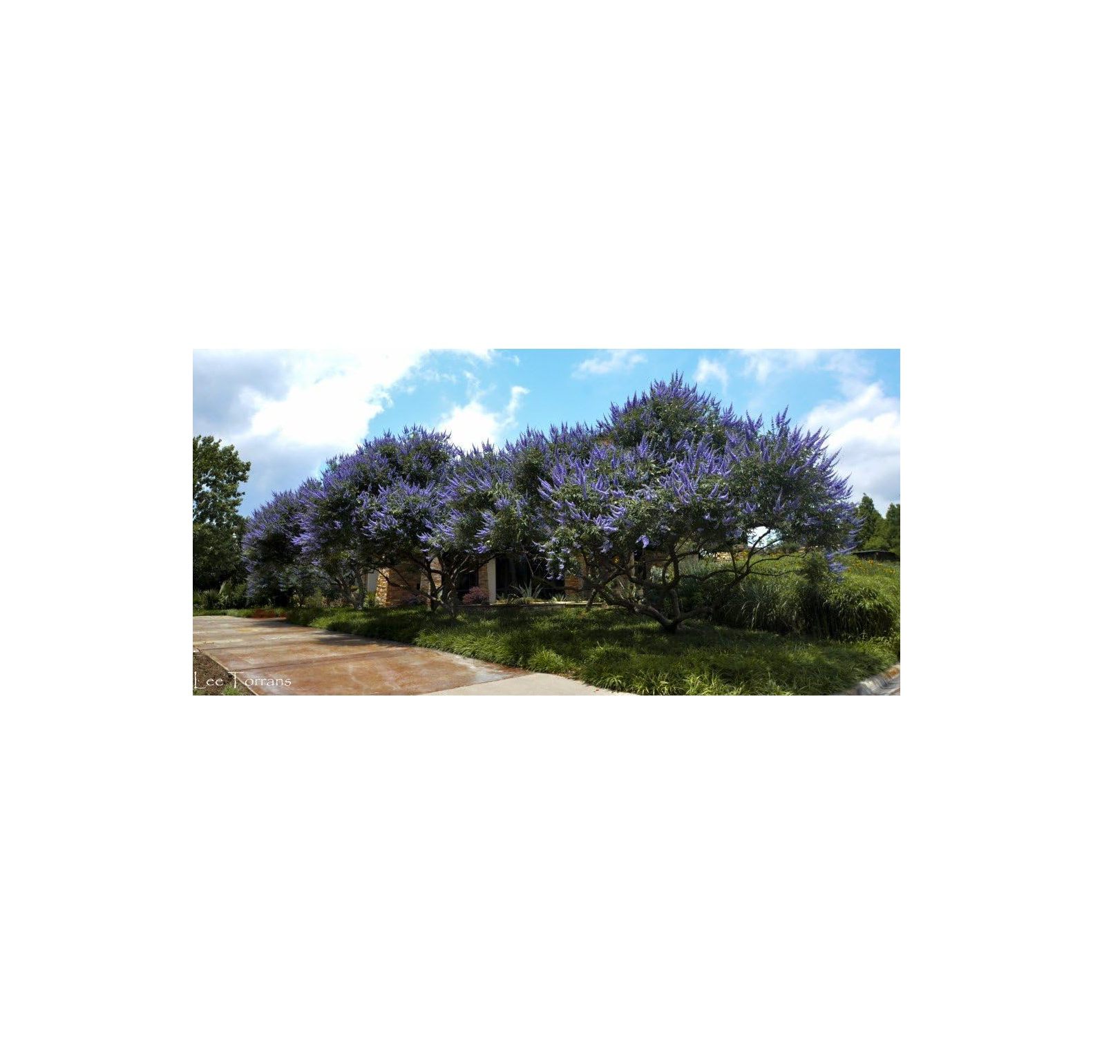 Bundle of 4 Texas Lilac Vitex Chaste Trees Live Lilac Bush Plants