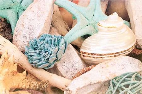 Bundle of Shells II Canvas Art - Susan Bryant (24 x 36)