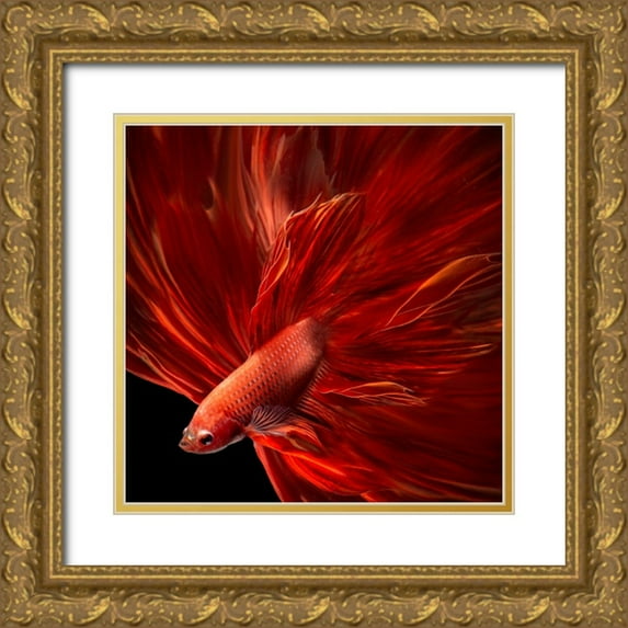 Bunjamin, Antonyus 12x12 Gold Ornate Wood Framed with Double Matting Museum Art Print Titled - Red Fire Bettafish