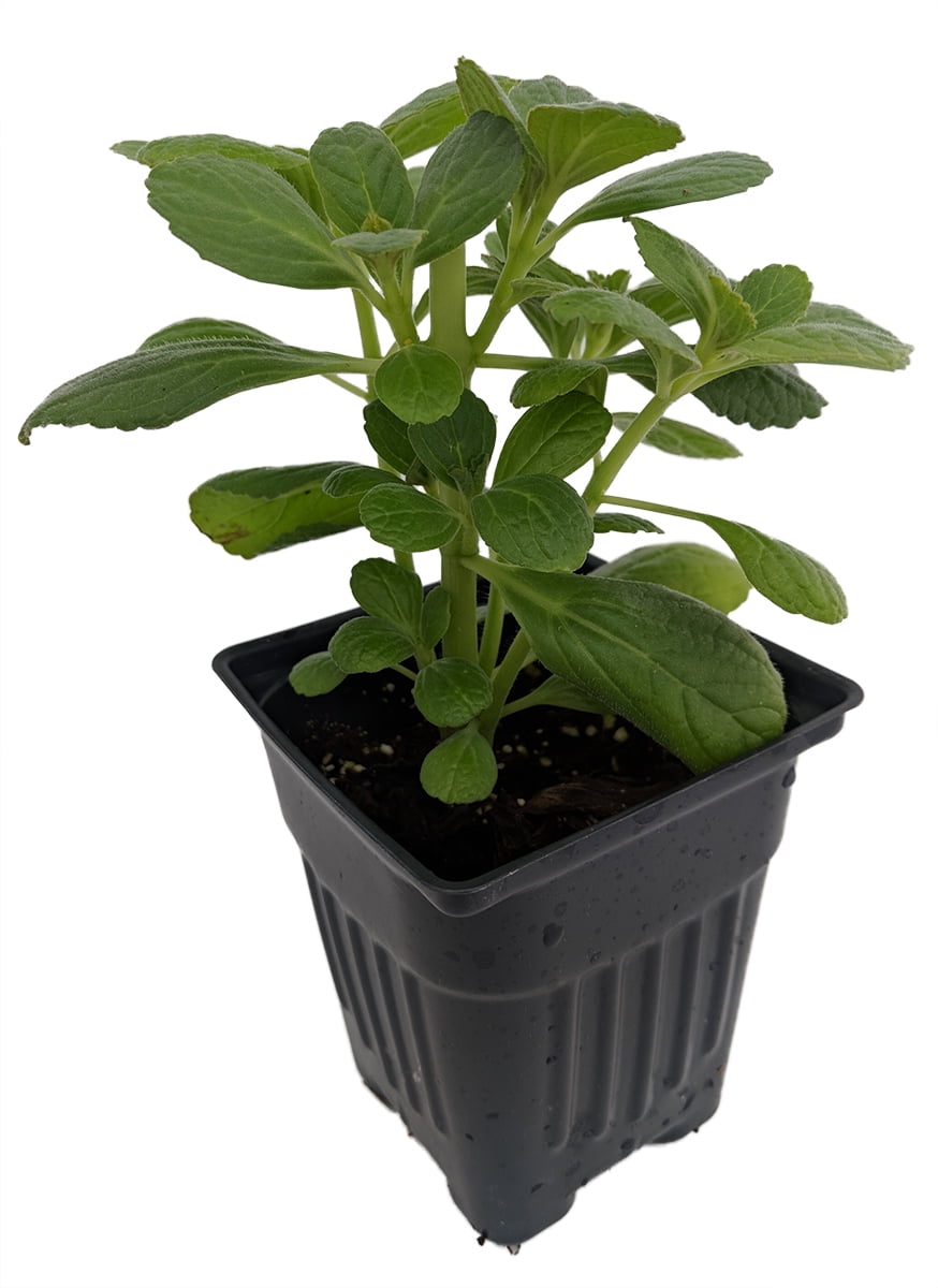 Bunnies Gone! Plant AMAZING PLANT Keeps Rabbits Away 4" Pot