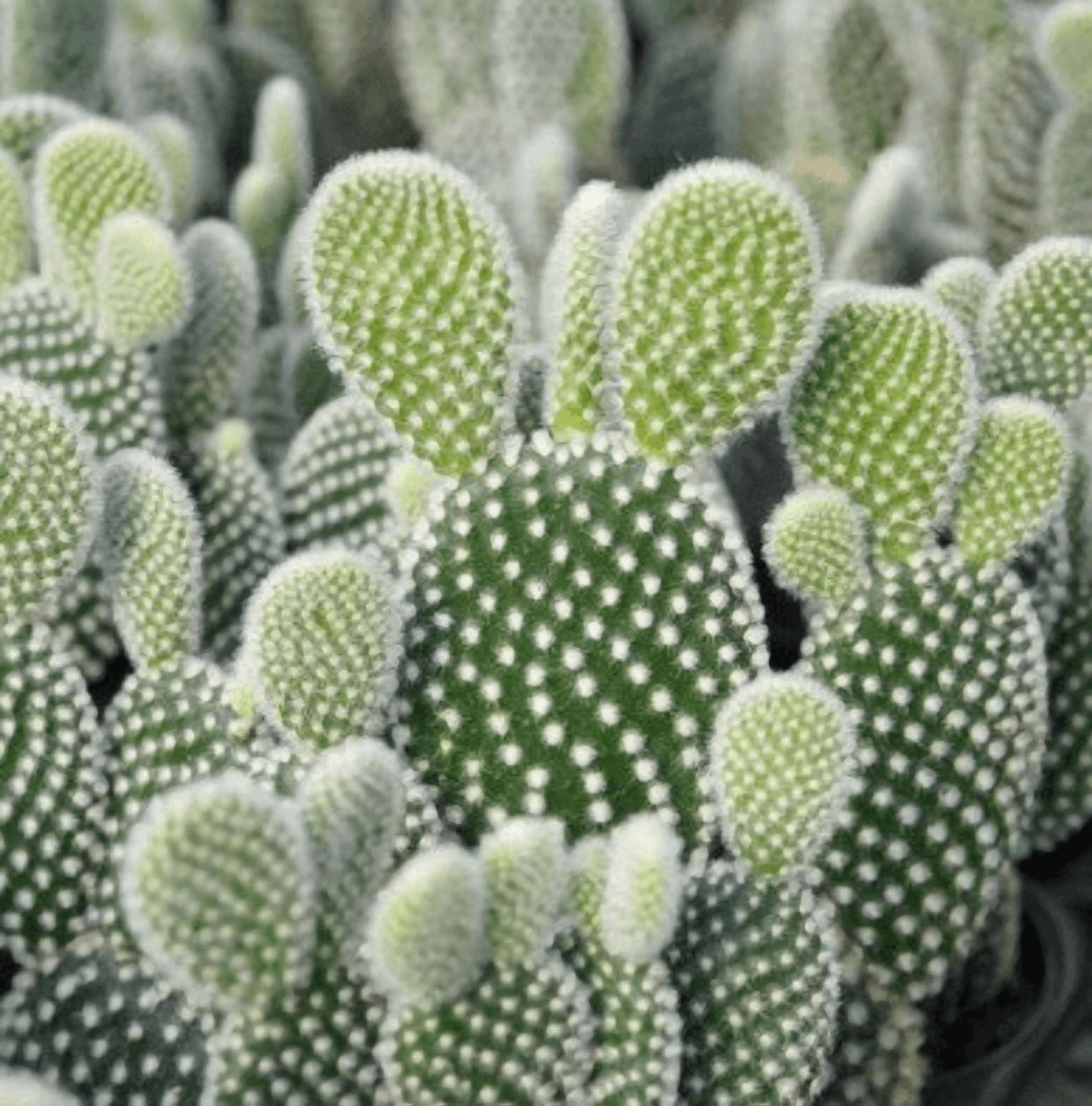 Bunny Ear Cactus Plant Live for Planting - Opuntia Microdasys Plant ...