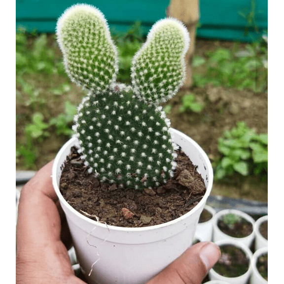 Bunny Ear Cactus Plant  Opuntia Microdasys  Prickly Pear Cactus Plant 2" Pot