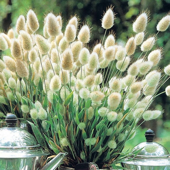Bunny Tails Ornamental Grass - Lagurus ovatus - 4" Pot