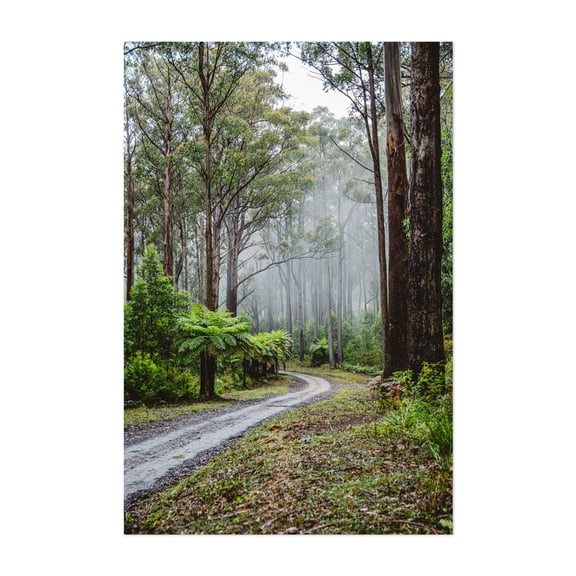 Bunyip Forest - Gentle Annie Victoria Australia Photography Forest Nature Foggy Woodland Scenic Wilderness Mystical Unframed Wall Art Print 4 x 6 inches