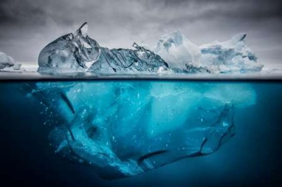 Buoyancy Canvas Art - Justin Hofman (24 x 36)