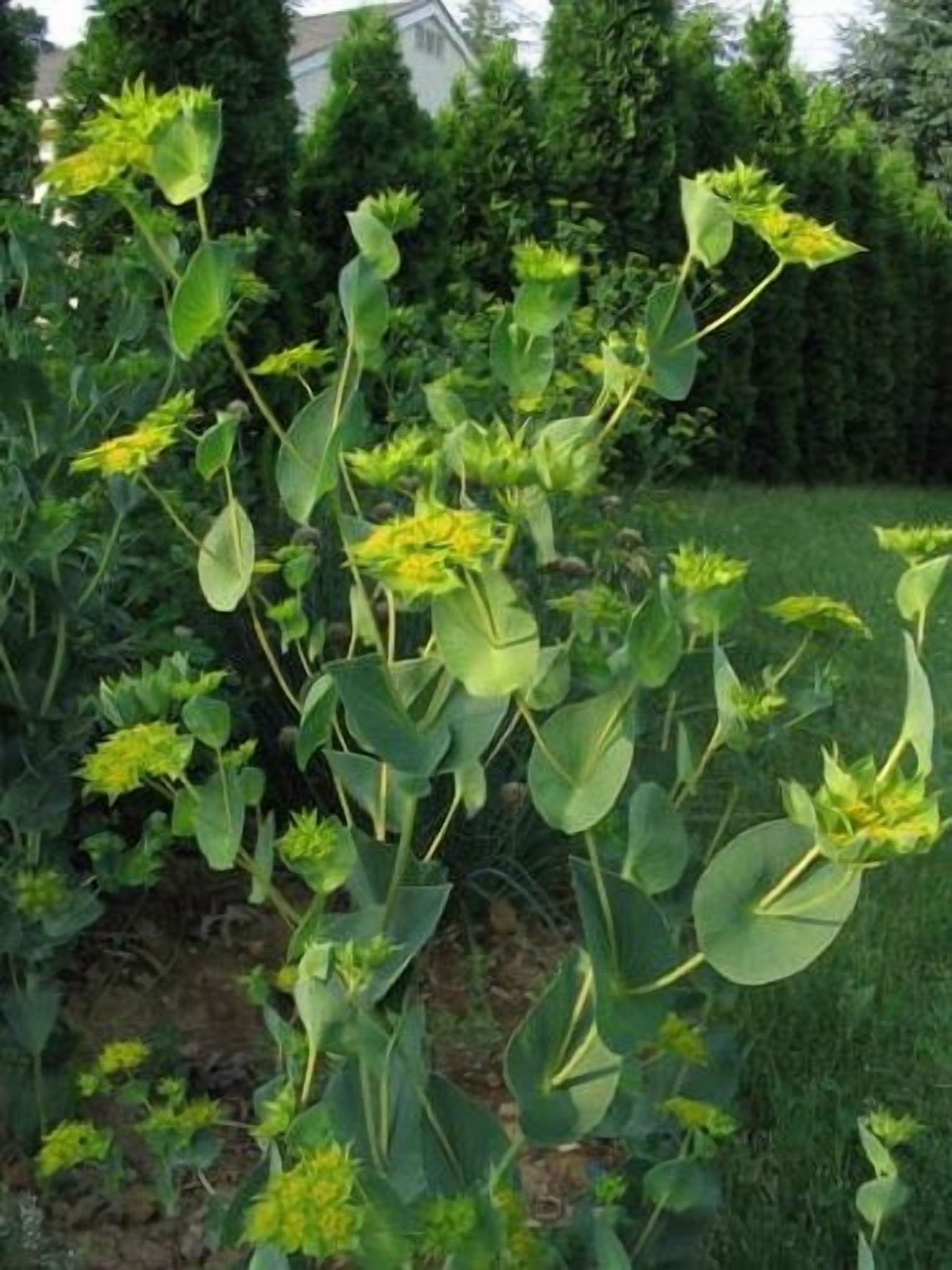 Bupleurum Griffithii (Griffitti) Nice Garden Flower 200 Seeds