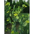 thumbnail image 1 of Bupleurum Griffithii (Griffitti) Nice Garden Flower 200 Seeds, 1 of 1