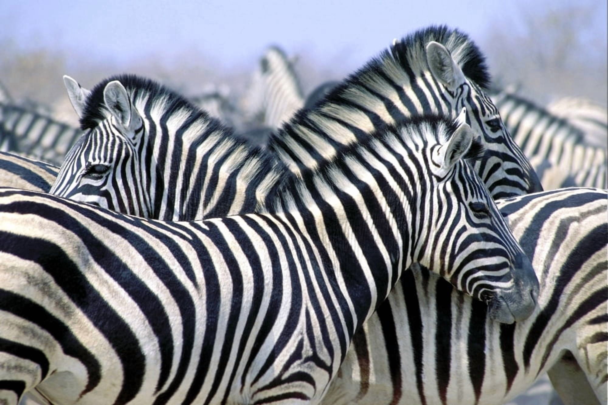 Burchells Zebra (Equus Quagga Burchellii) Etosha National Park Namibia Africa Canvas Art - John Pitcher Design Pics (34 x 22)