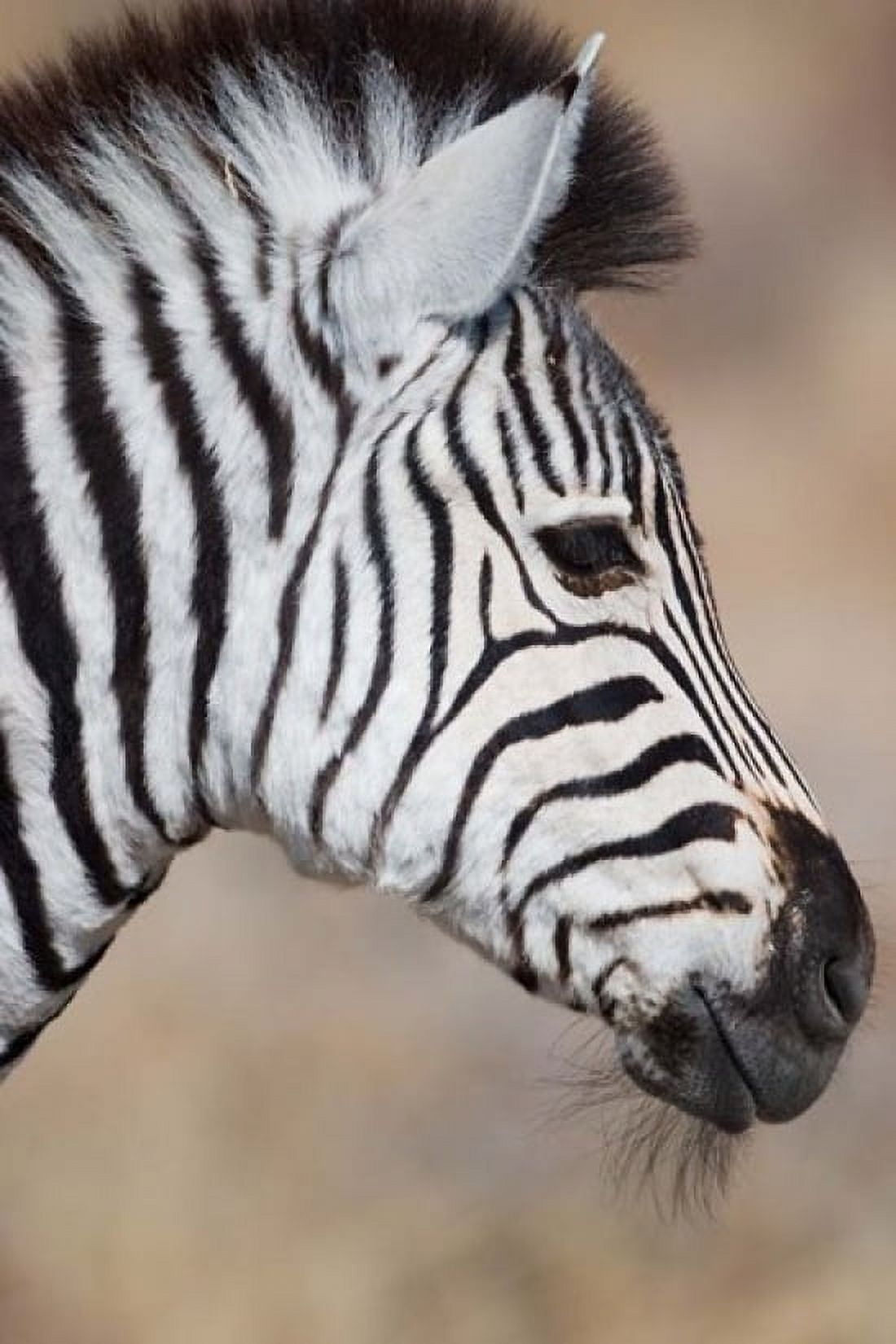 Burchells Zebra Etosha National Park Namibia Canvas Art - Michele Westmorland DanitaDelimont (23 x 35)