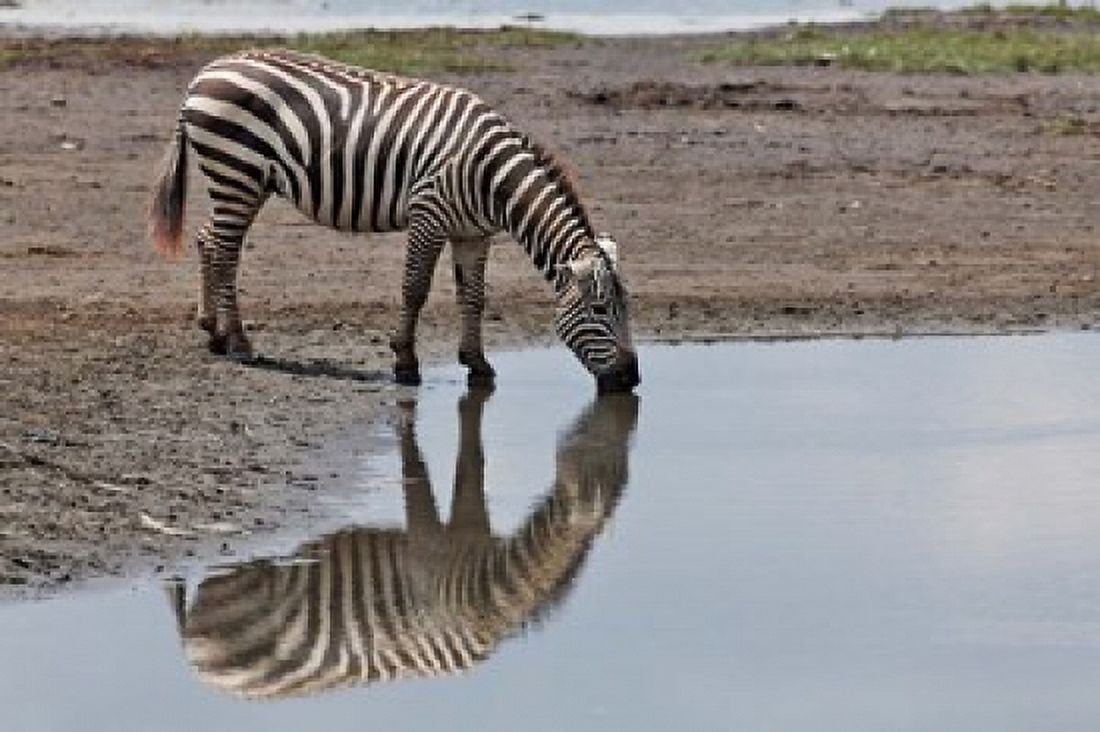 Burchells Zebra Lake Nakuru National Park Kenya Canvas Art - Adam Jones DanitaDelimont (35 x 23)