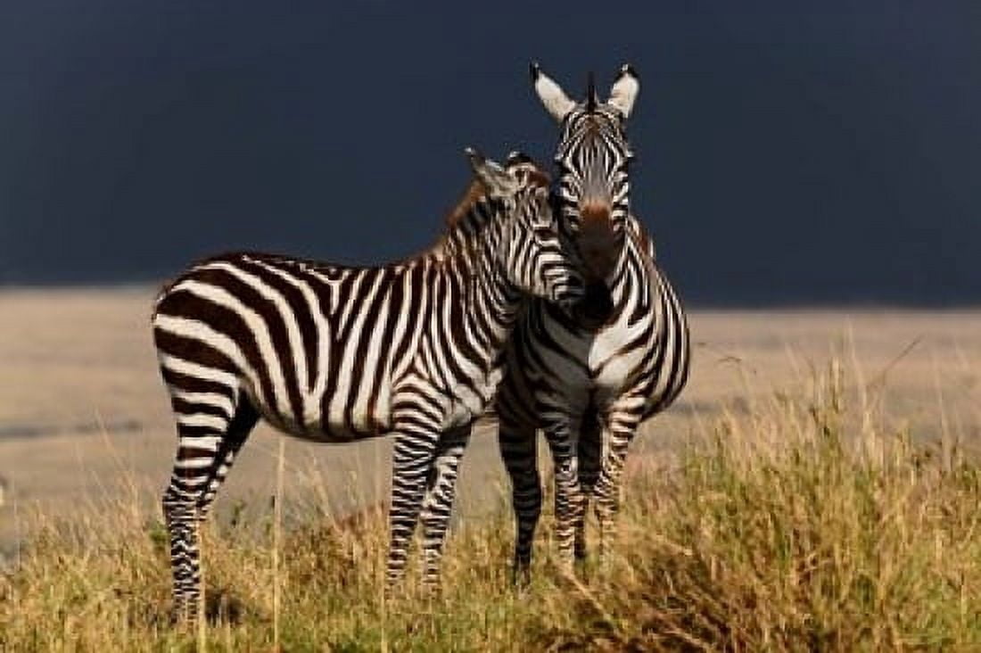Burchells Zebra Maasai Mara Kenya Canvas Art - Adam Jones DanitaDelimont (24 x 15)