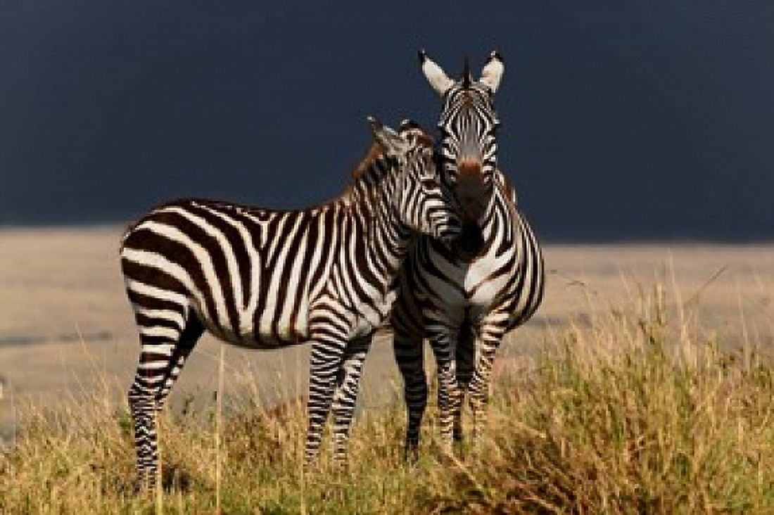 Burchells Zebra Maasai Mara Kenya Canvas Art - Adam Jones DanitaDelimont (35 x 23)