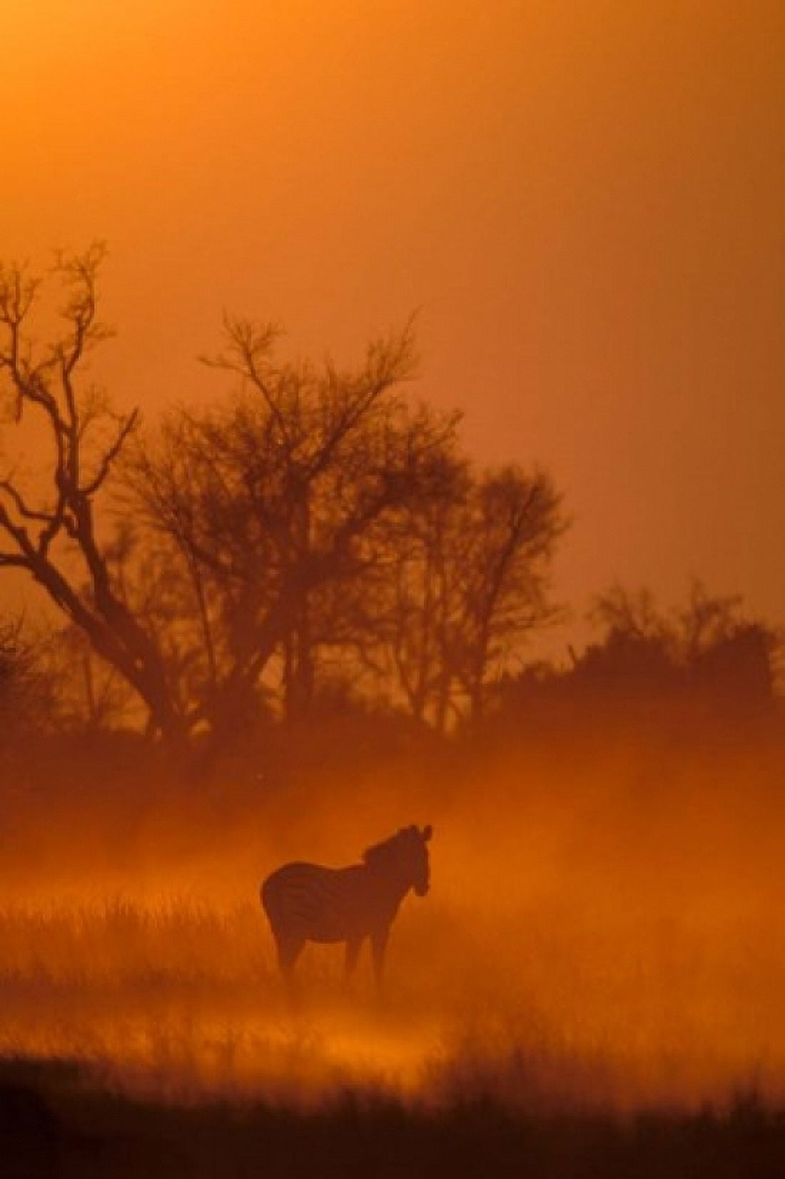 Burchells Zebra at Sunset Okavango Delta Botswana Canvas Art - Pete Oxford DanitaDelimont (12 x 17)