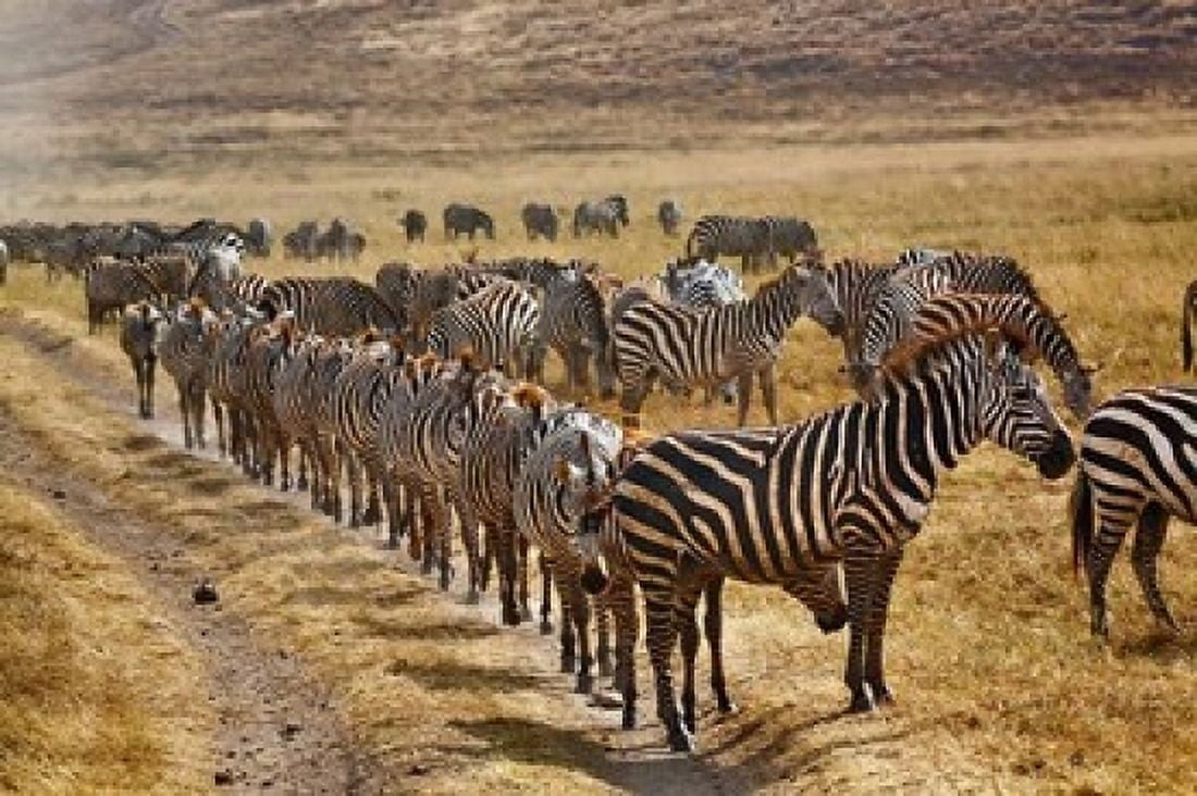 Burchells Zebra waiting in line for dust bath Ngorongoro Crater Tanzania Canvas Art - Adam Jones DanitaDelimont (24 x 15)