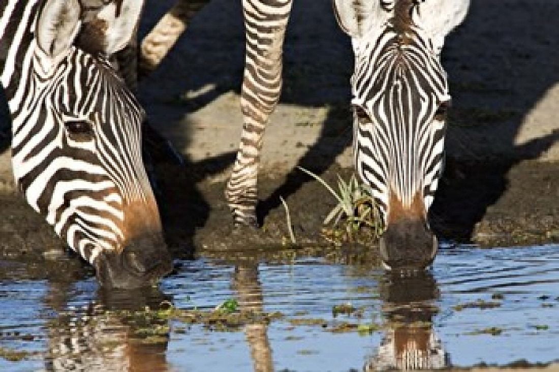Burchells Zebras Drinking Tanzania Canvas Art - Charles Sleicher DanitaDelimont (36 x 25)