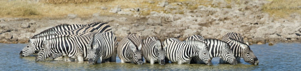 Burchells Zebras (Equus quagga burchellii) at waterhole Etosha National Park Namibia Canvas Art - Panoramic Images (36 x 12)