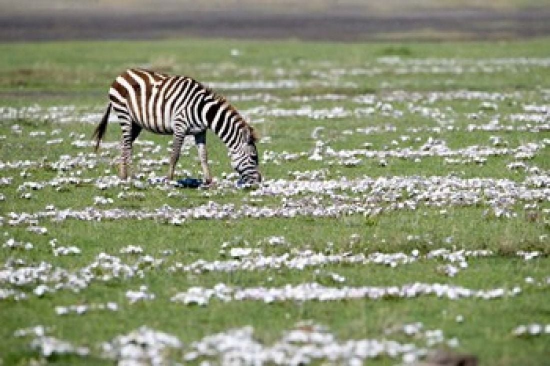 Burchells zebra (Equus burchelli) grazing in a field Ngorongoro Crater Ngorongoro Tanzania Canvas Art - Panoramic Images (36 x 24)