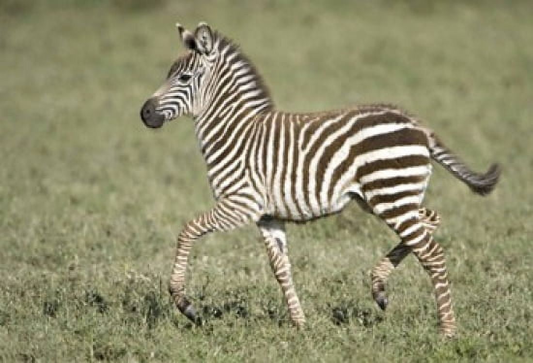 Burchells zebra (Equus quagga burchellii) colt walking Tanzania Canvas Art - Panoramic Images (16 x 11)