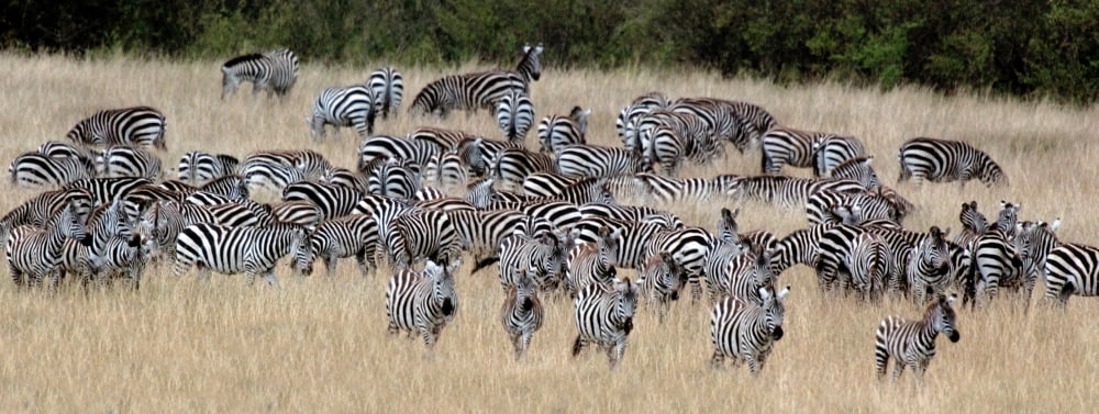 Burchells zebra (Equus quagga burchellii) on grassy field Maasai Mara National Reserve Kenya Canvas Art - Panoramic Images (12 x 30)