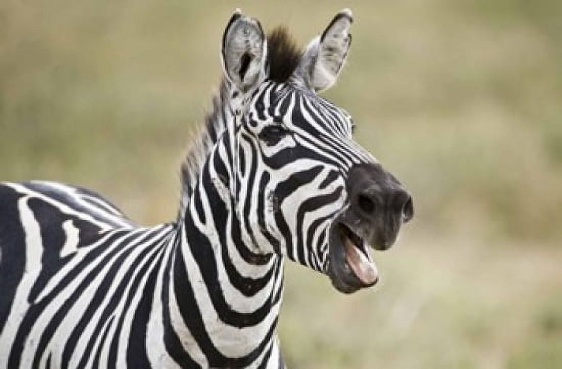 Burchells zebra (Equus quagga burchellii) smiling Tanzania Canvas Art - Panoramic Images (16 x 11)