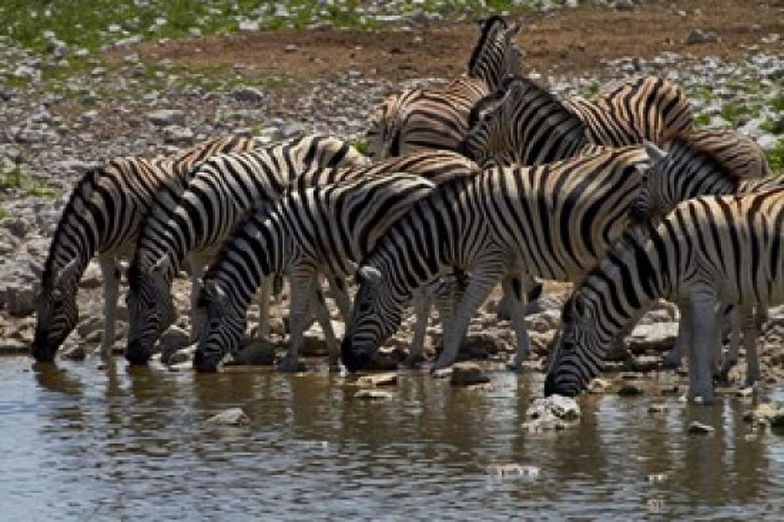 Burchells zebra at Okaukuejo waterhole Etosha NP Namibia Africa Canvas Art - David Wall DanitaDelimont (24 x 15)
