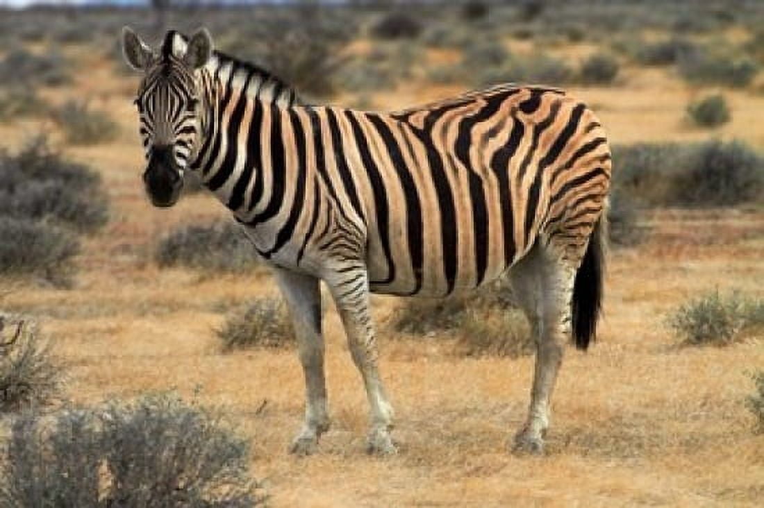 Burchells zebra burchellii Etosha NP Namibia Africa Canvas Art - David Wall DanitaDelimont (35 x 24)