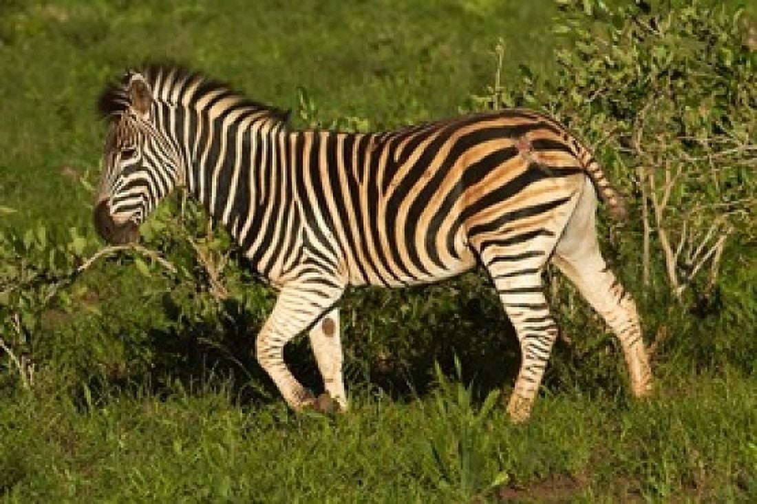 Burchells zebra burchellii Kruger NP South Africa Canvas Art - David Wall DanitaDelimont (24 x 15)