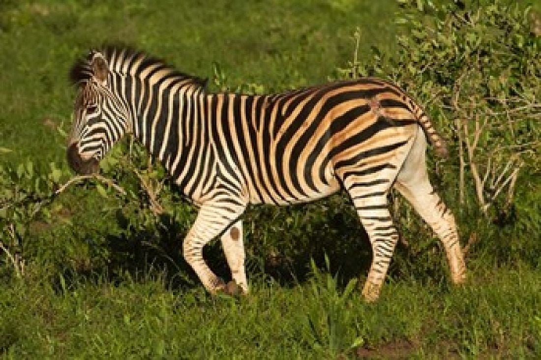 Burchells zebra burchellii Kruger NP South Africa Canvas Art - David Wall DanitaDelimont (35 x 24)