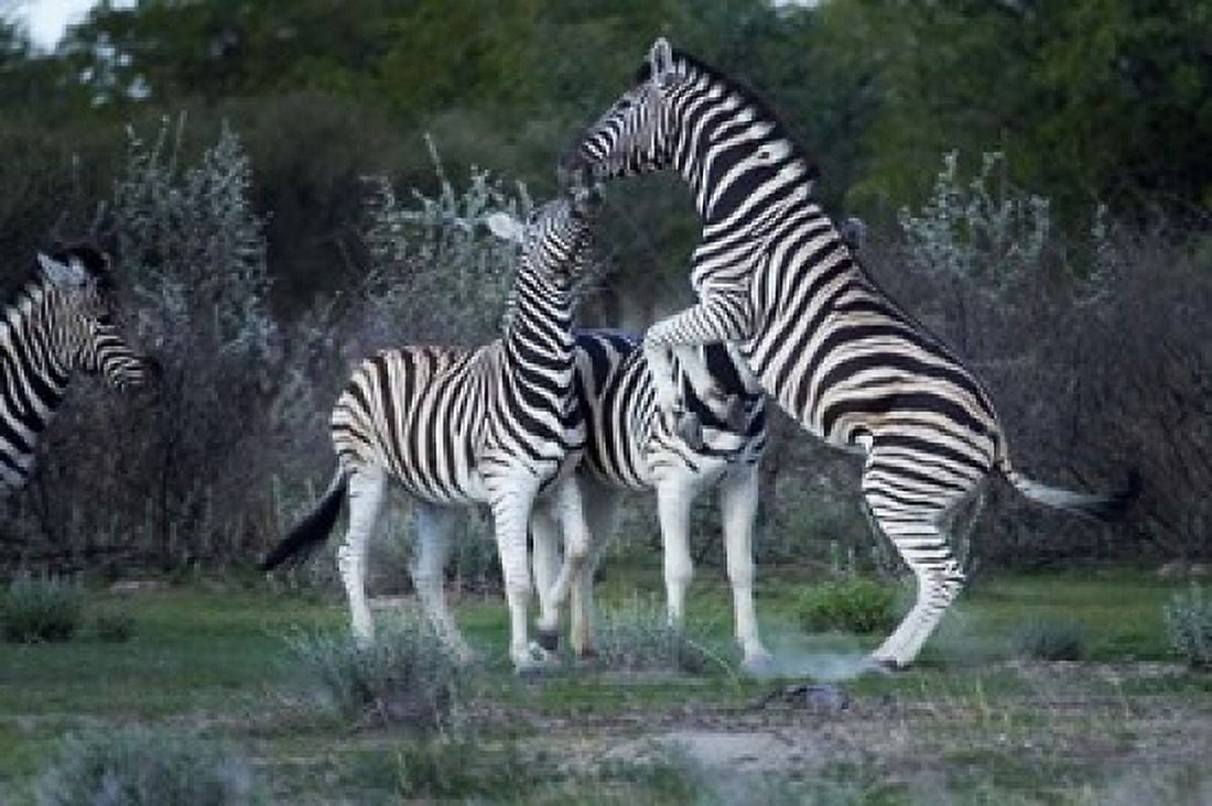 Burchells zebra fighting Etosha National Park Namibia Canvas Art - David Wall DanitaDelimont (24 x 15)