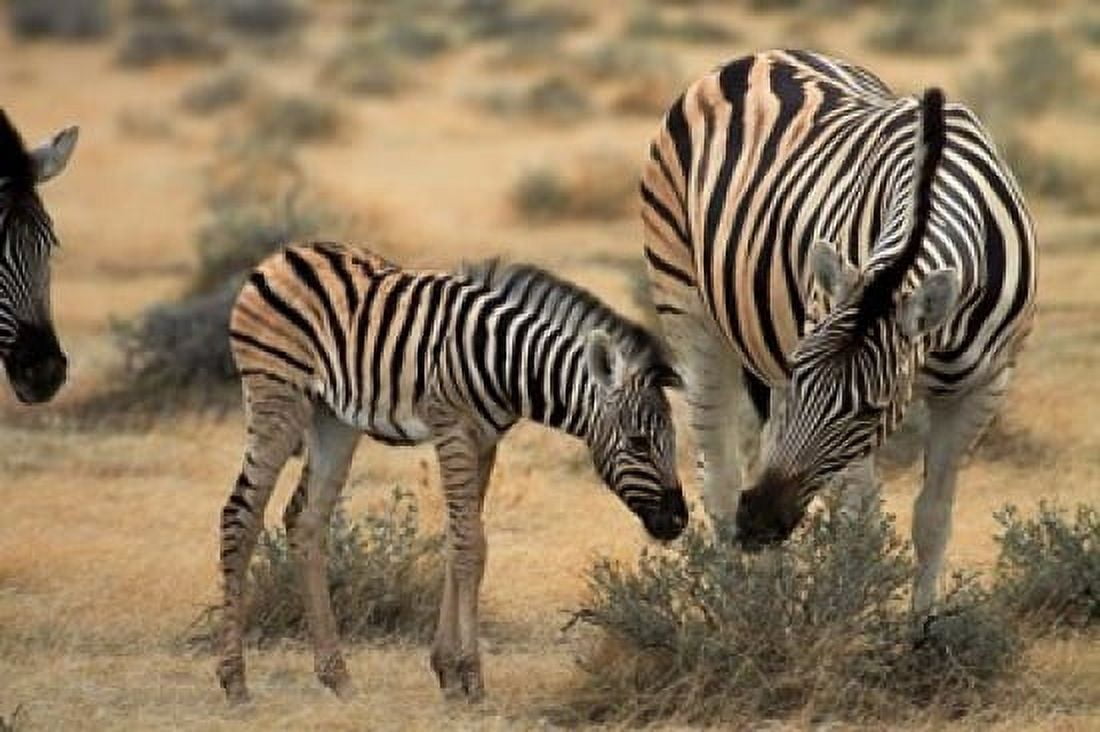 Burchells zebra foal and mother Etosha National Park Namibia Canvas Art - David Wall DanitaDelimont (35 x 24)