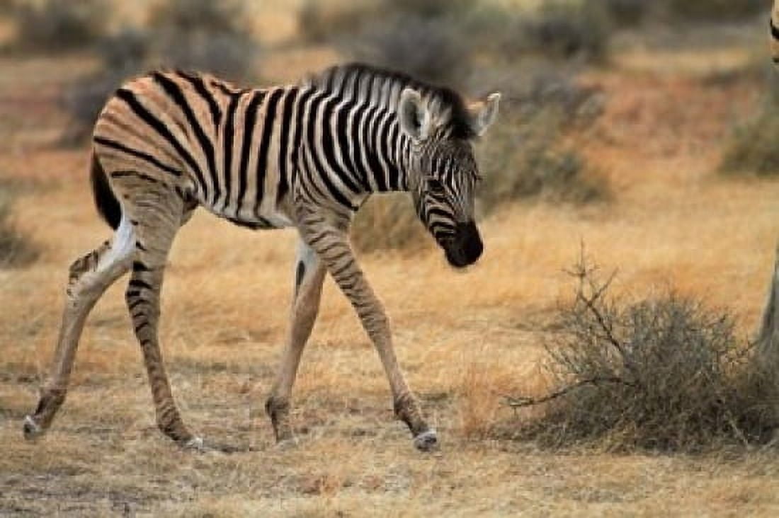 Burchells zebra foal burchellii Etosha NP Namibia Africa Canvas Art - David Wall DanitaDelimont (24 x 15)