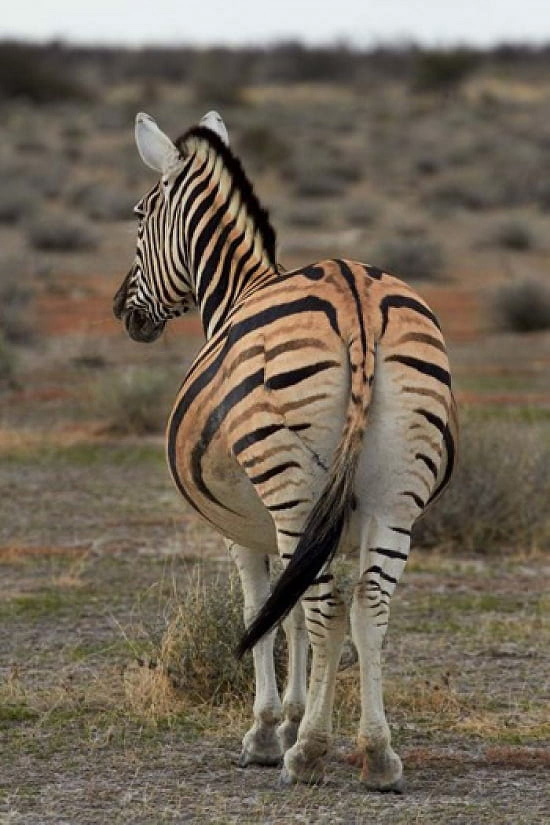 Burchells zebra with mismatched stripes Etosha NP Namibia Africa Canvas Art - David Wall DanitaDelimont (24 x 35)