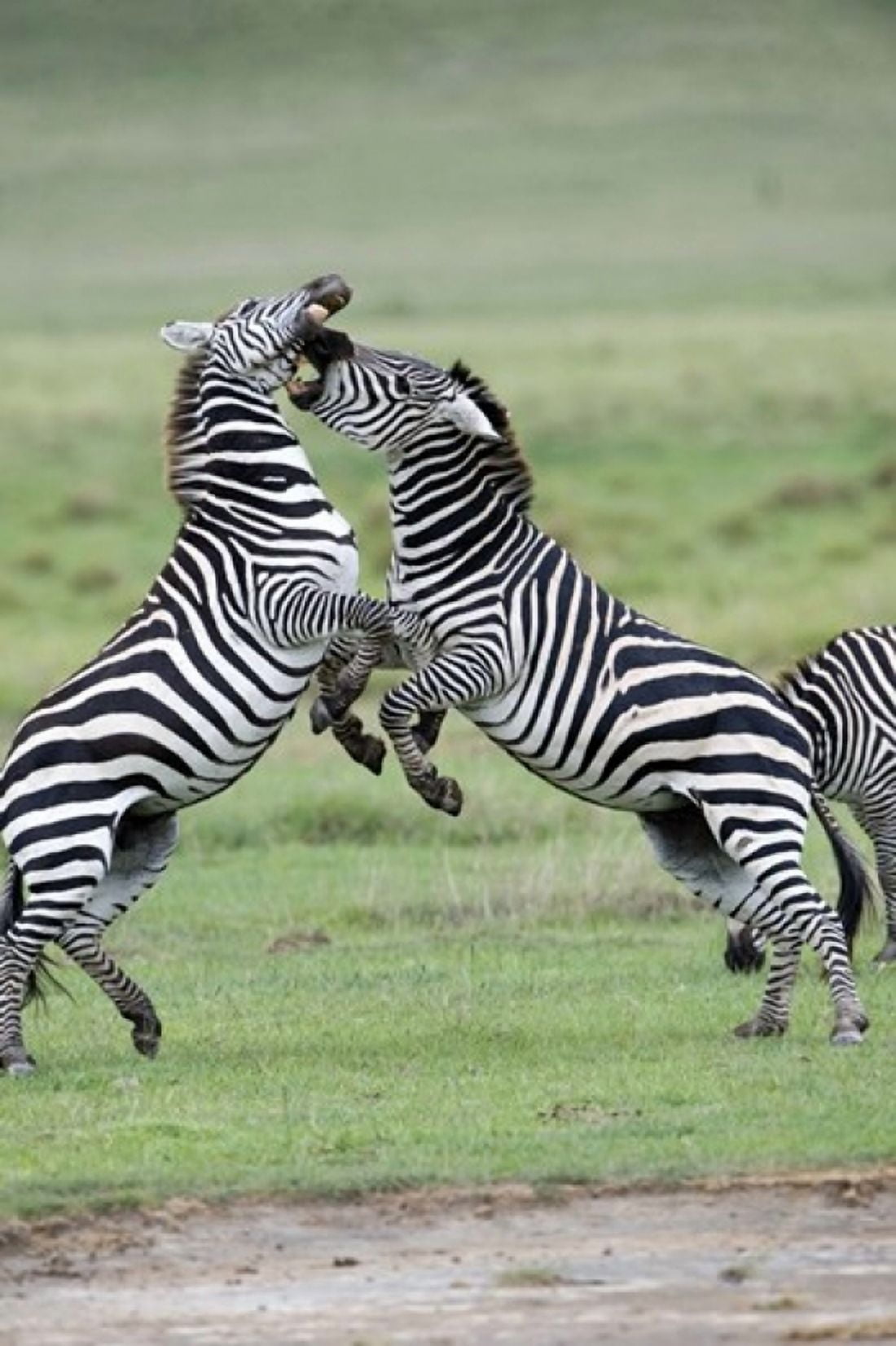 Burchells zebras (Equus burchelli) fighting in a field Ngorongoro Crater Ngorongoro Tanzania Canvas Art - Panoramic Images (16 x 24)