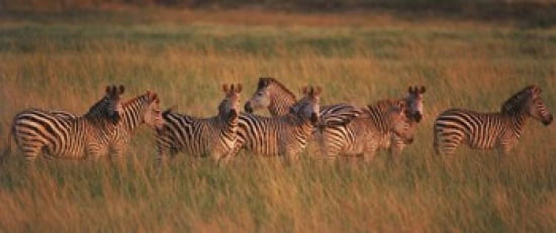 Burchells zebras (Equus quagga burchellii) in a forest Masai Mara National Reserve Kenya Canvas Art - Panoramic Images (15 x 6)