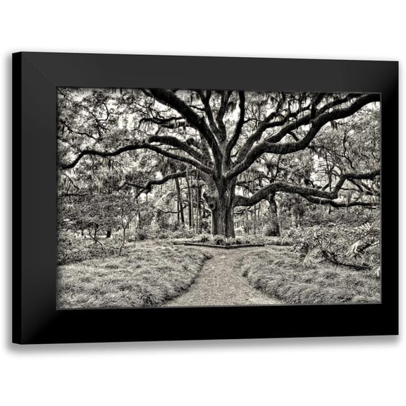 Burchett, P.H. 18x13 Black Modern Framed Museum Art Print Titled - Florida Tree