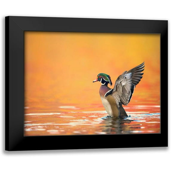 Burchett, PH 24x19 Black Modern Framed Museum Art Print Titled - Water Bird Glimpse III