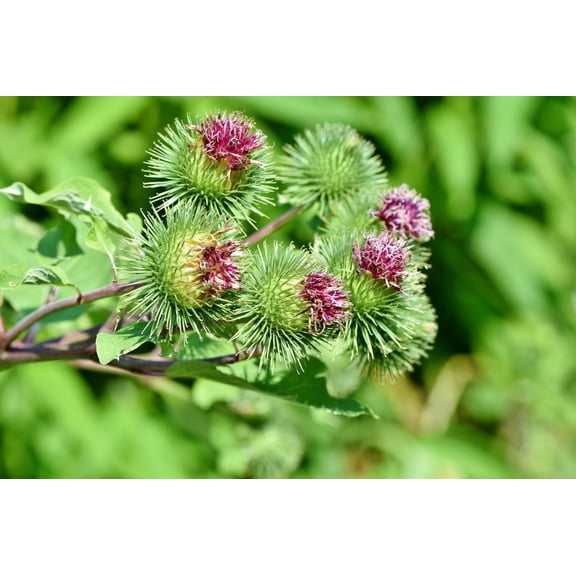 Burdock Seeds/ Biennial/ Full Sun/20 Seeds 1/2 Gram/ Zellajake Farm and garden - B158