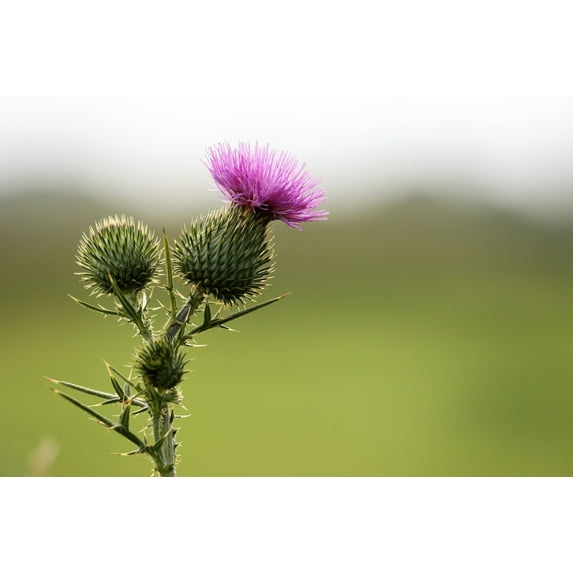 Burdock Seeds/ Biennial/ Full Sun/ 5k Seeds 1/4 LB/ Zellajake Farm and garden - B158