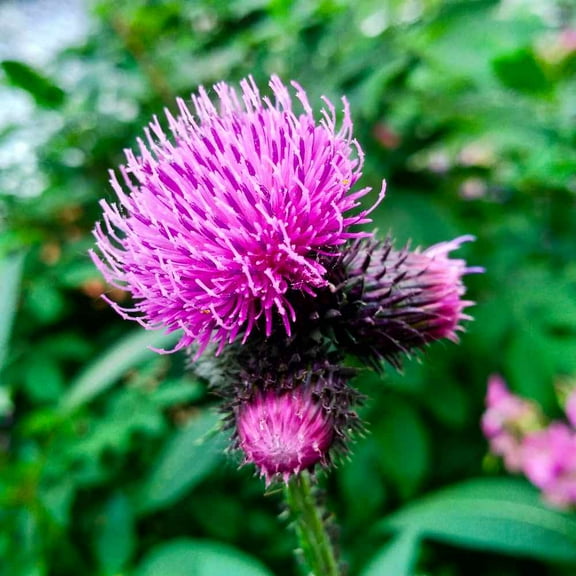 Burdock Seeds - Great Burdock Herb Seeds - 2000 Seeds