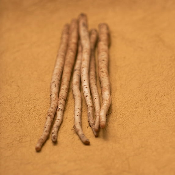 Burdock Seeds - Salada Musume - 4 Oz ~7600 Seeds - Non-GMO, Heirloom - Asian Herb Gardening