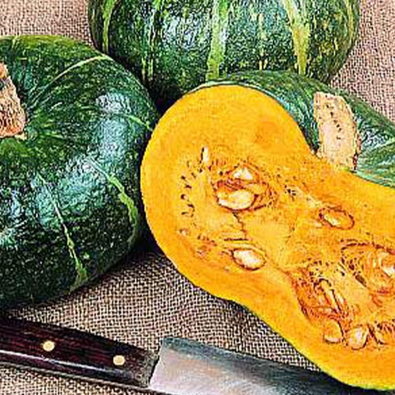Burgess Buttercup Squash Seed - 1/4 LB ~625 Seeds - Winter Squash - Non-GMO, Open Pollinated, Heirloom, Vegetable Gardening Seeds