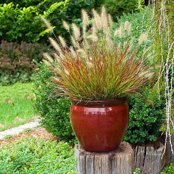Burgundy Bunny Red Fountain Grass - Pennisetum - Gallon Pot