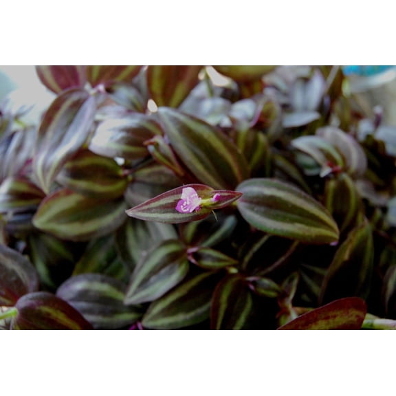Burgundy "Dark Desire" Wandering Jew - Tradescantia Zebrina - Unique House Plant