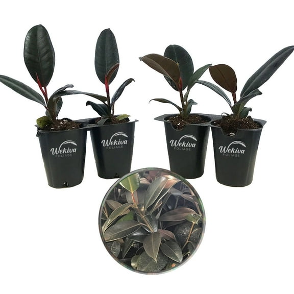 Burgundy Ficus Tree - Rubber Tree - 4 Live Starter Plants in 2 Inch Pots - Ficus Elastica - Stunning Easy Care Interior Houseplant