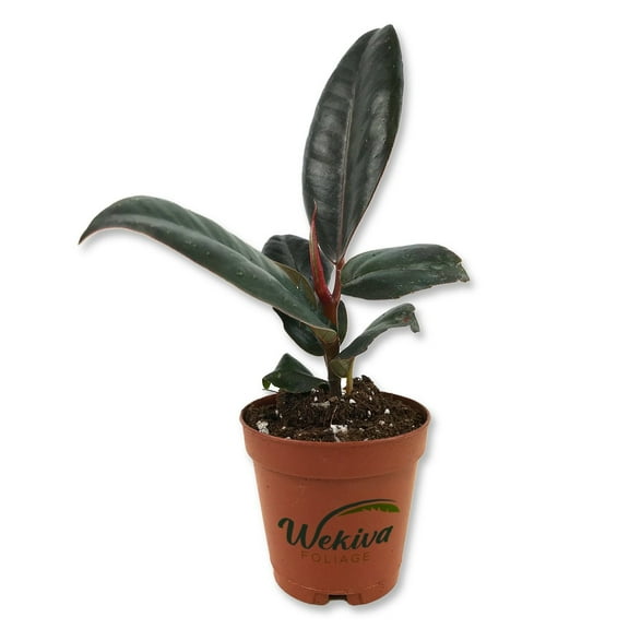 Burgundy Ficus Tree - Rubber Tree - Live Starter Plant in a 2 Inch Pot - Ficus Elastica - Stunning Easy Care Interior Houseplant