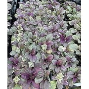 Burgundy Glow Ajuga- 10- 3.5 pots WHOLESALE