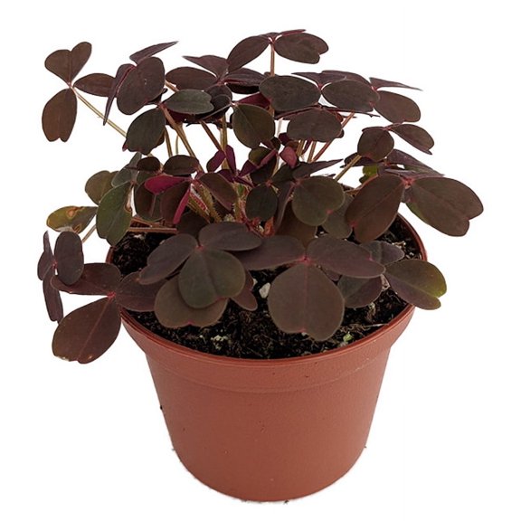 Burgundy Gold Lucky Shamrock- Oxalis vulcanicola - 2.5" Pot - Fairy Garden