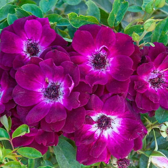 Burgundy Iceberg Dormant Bare Root Floribunda Rose, Includes one dormant plant per order
