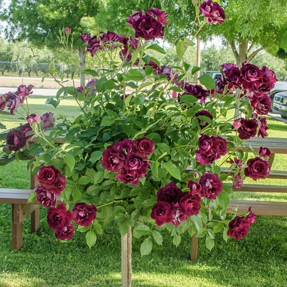 Burgundy Iceberg Floribunda 24" Tall Tree Rose Dormant Bare Root Tree Form Rose (1-Pack)